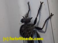 /home//u458753944/public_html/sourcegallery//Insects and small critters/flies (Diptera)/P7100963.JPG